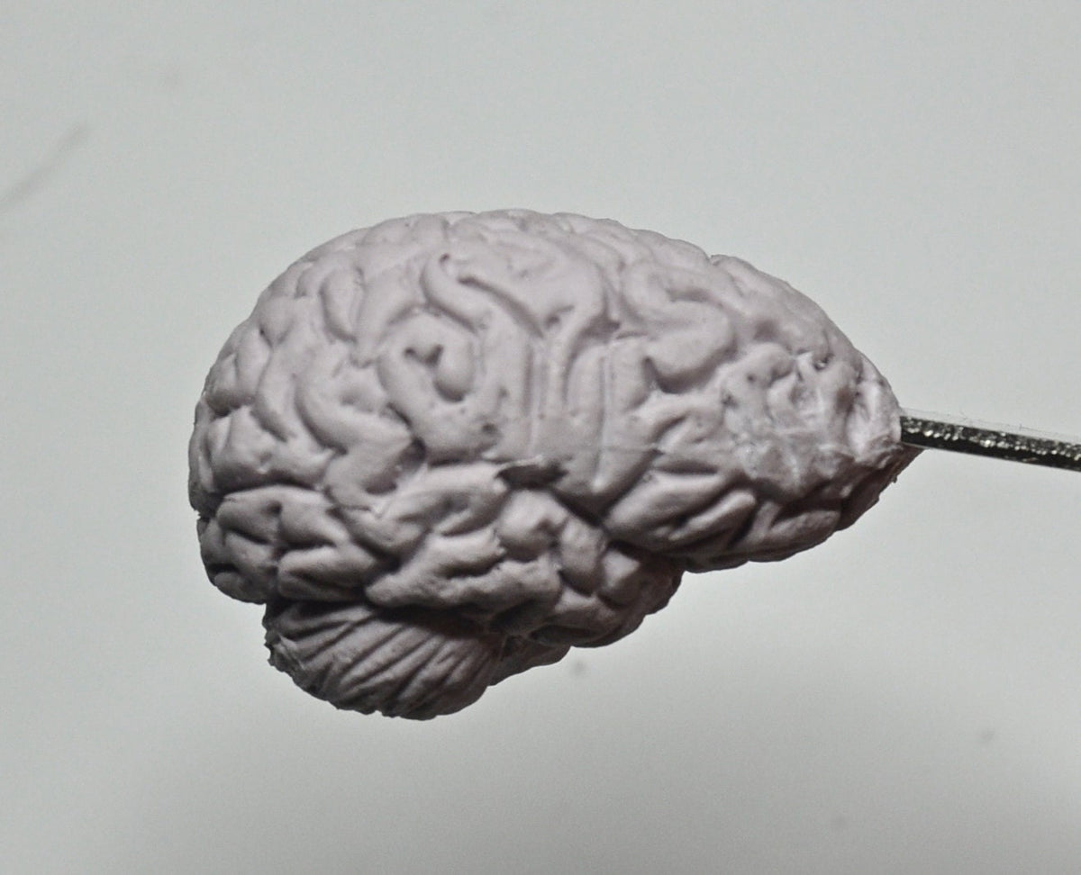 Brain Bottle Opener, Hand Painted Resin | Gothic Medical Decor, Anatomy Brain Bottle Opener |Fantasy Gothic Wine and Barware Gift