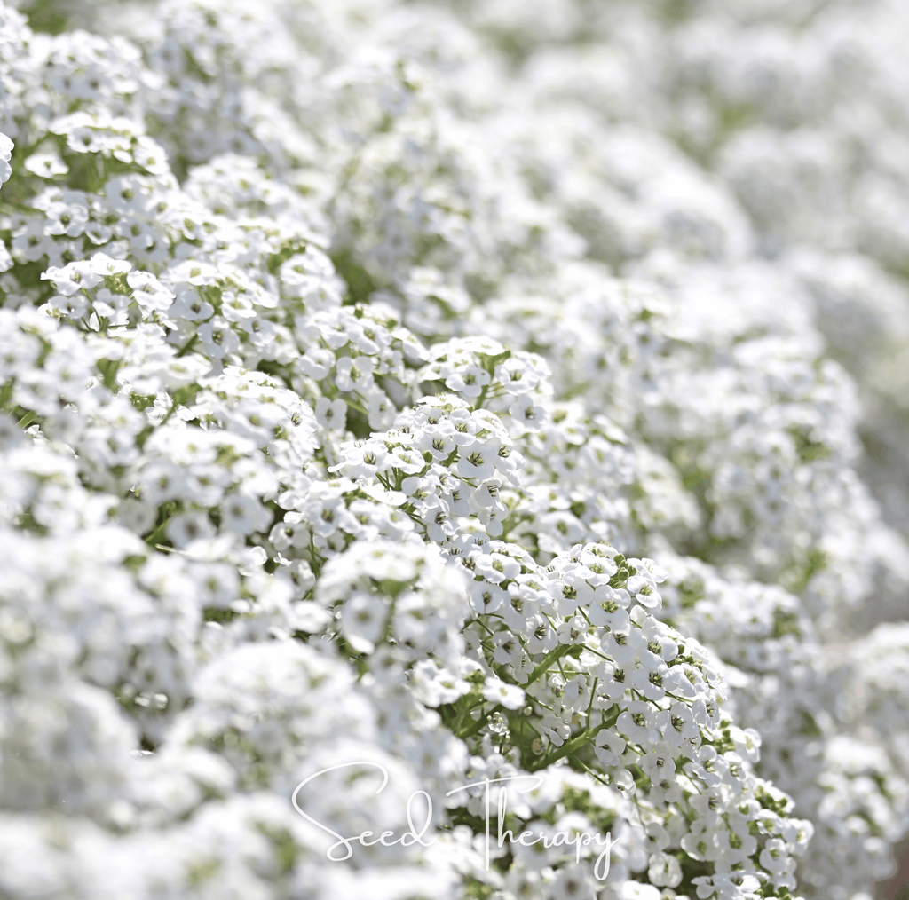 Carpet of Snow Sweet Alyssum – 250 Seeds