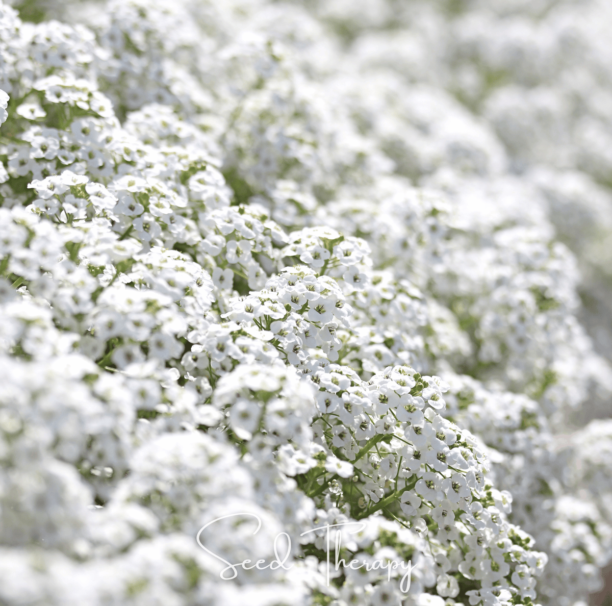 Carpet of Snow Sweet Alyssum – 250 Seeds