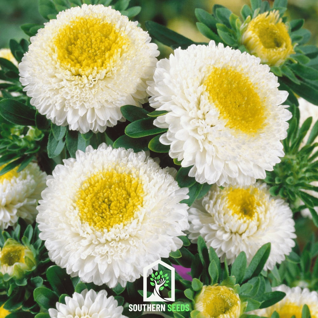 White Pompon Aster – 50 Seeds