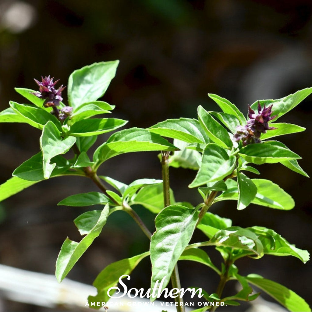 Licorice Basil – 250 Seeds