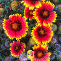 Blanket Flower – 200 Seeds