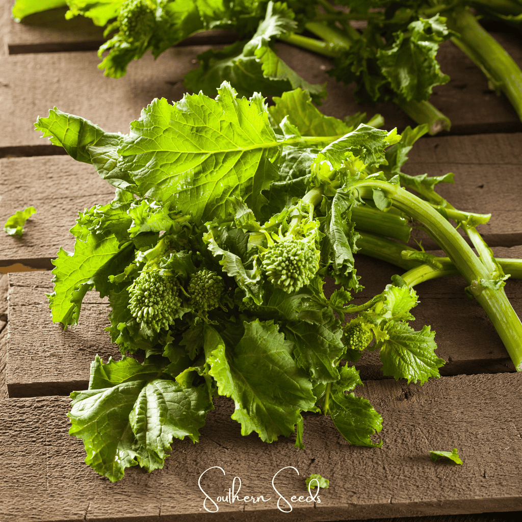 Rapini Raab Broccoli – 100 Seeds