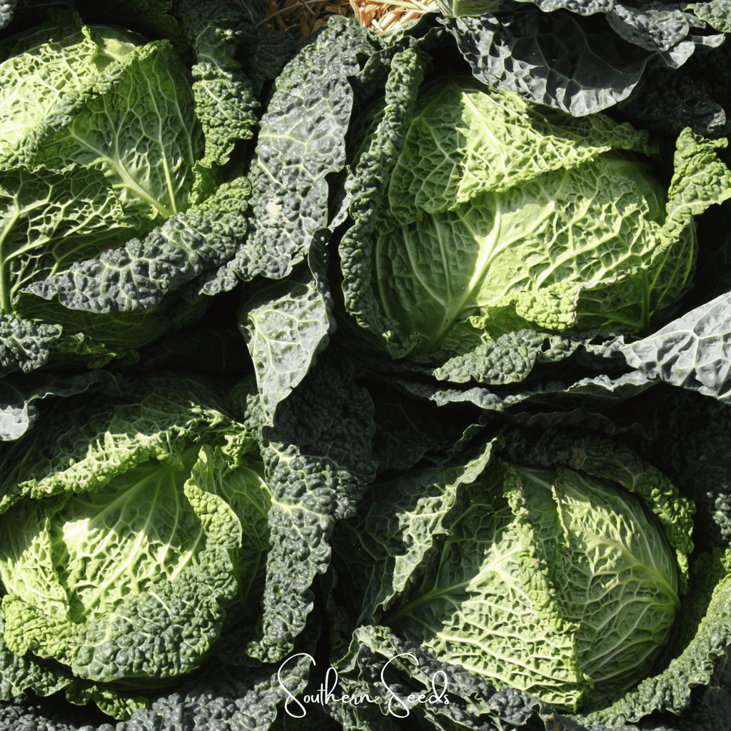 Savoy Cabbage – 100 Seeds