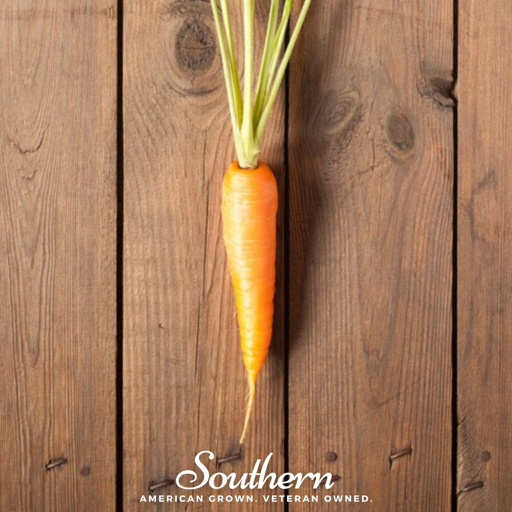 Scarlet Nantes Carrot – 250 Seeds