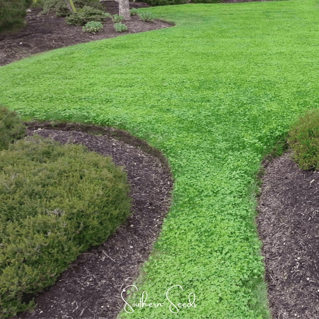 Micro Clover (Mini) – 10,000 Seeds