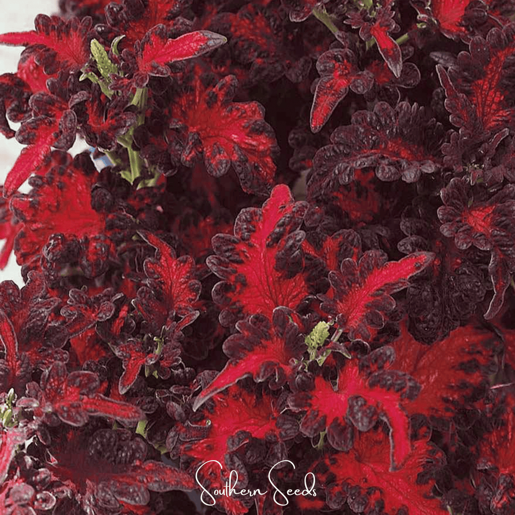 Black Dragon Coleus – 20 Seeds