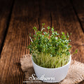 Pepper Cress – 500 Seeds
