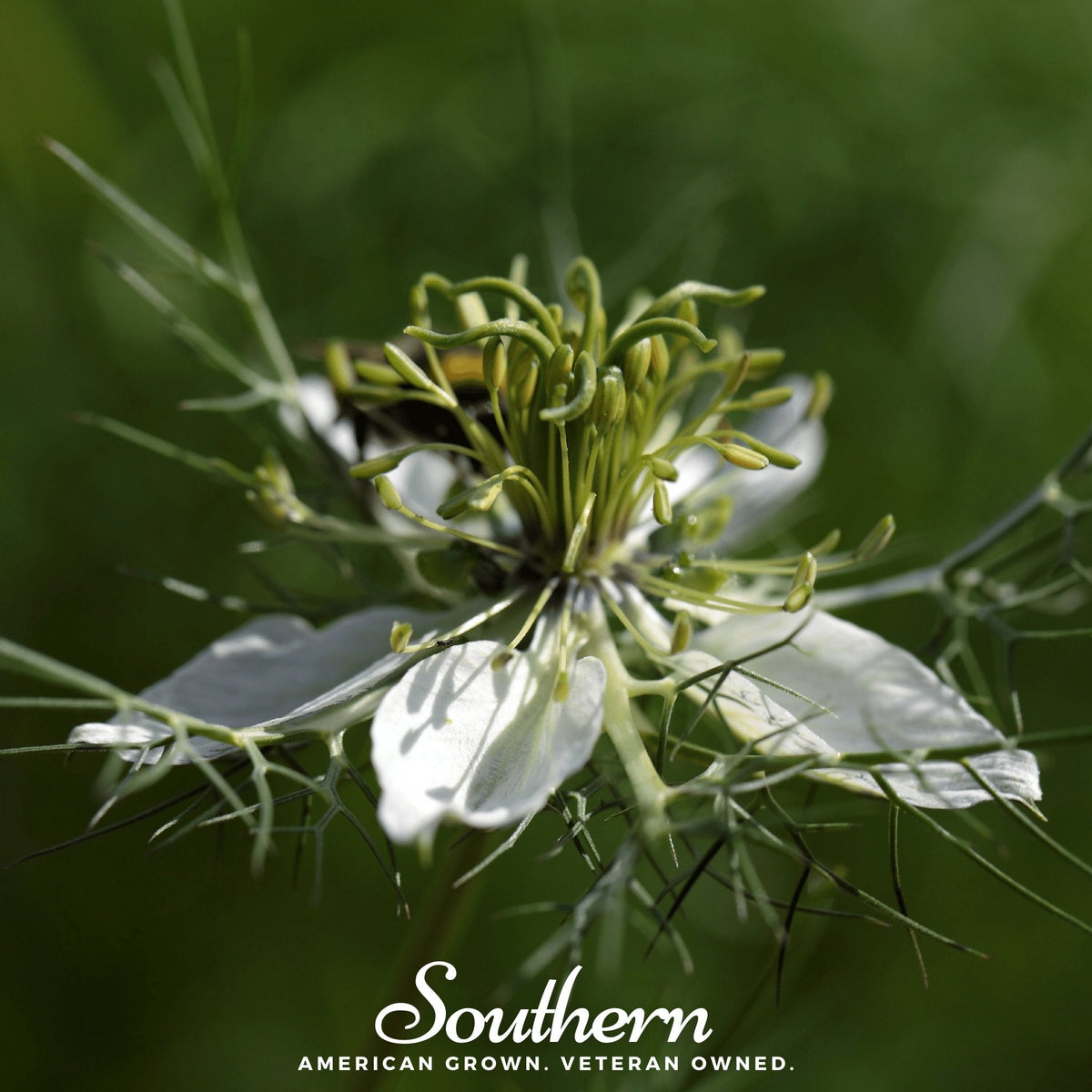 Black Cumin – 50 Seeds