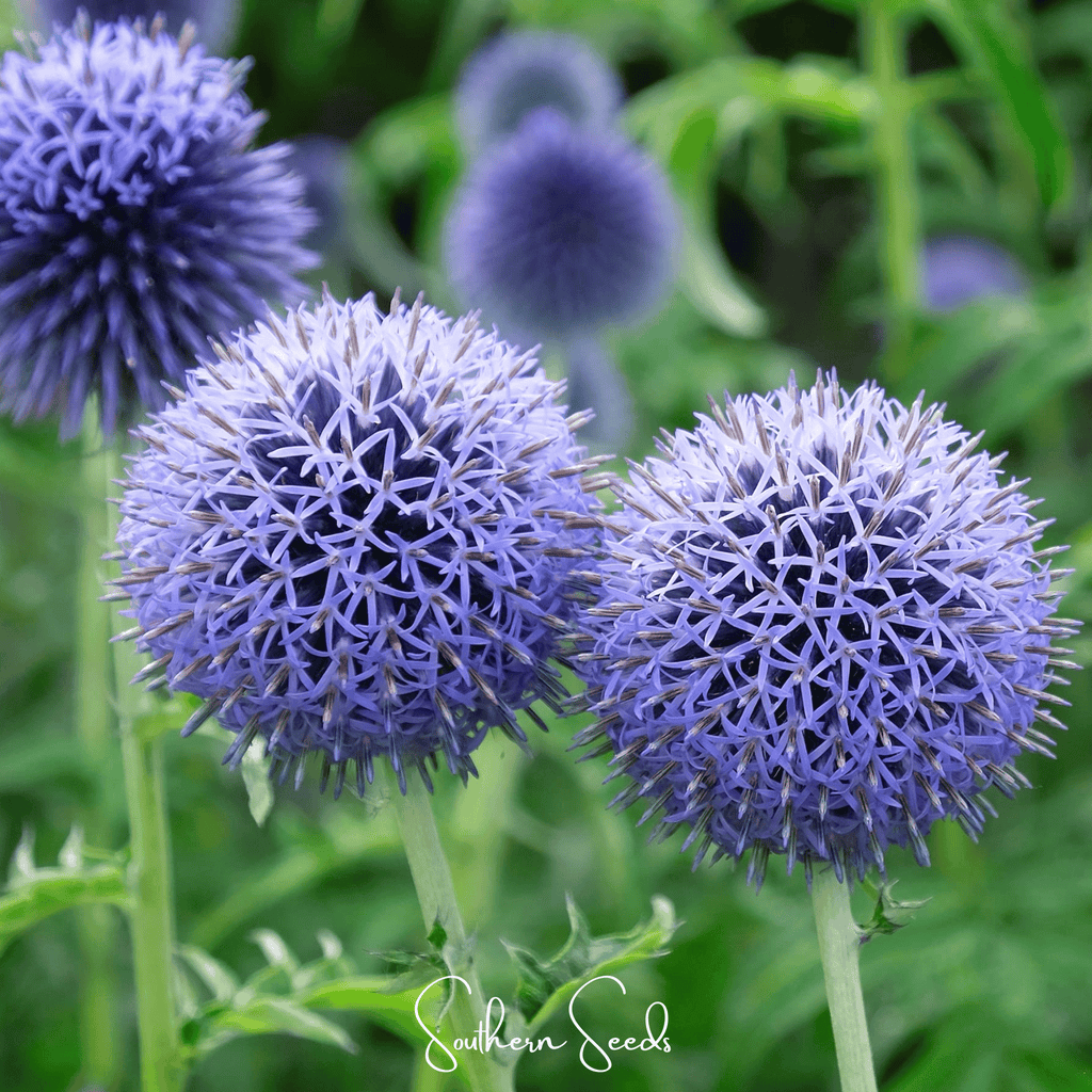 Southern Globe Thistle – 25 Seeds