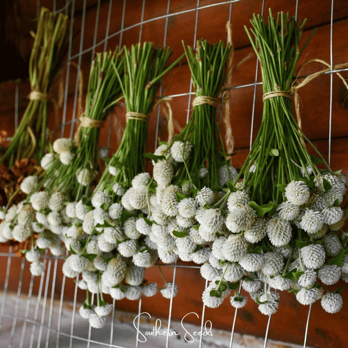White Globosa Gomphrena – 50 Seeds