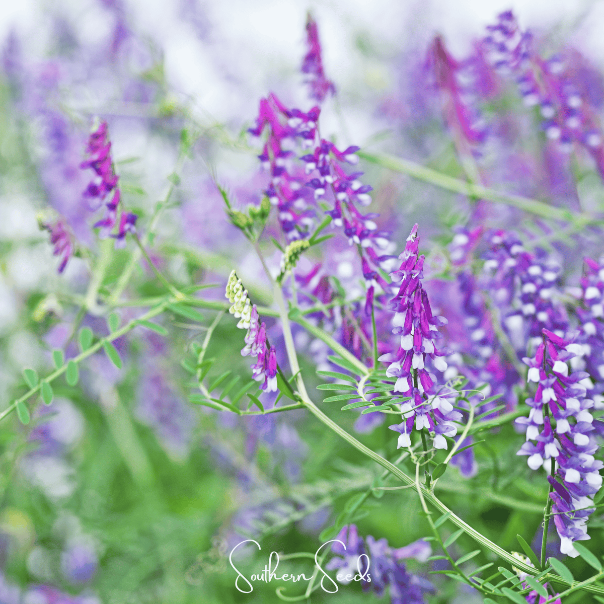 Hairy Vetch – 100 Seeds