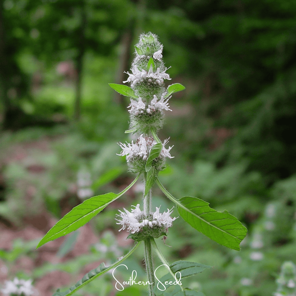 Hairy Wood Mint - Pagoda Plant – 100 Seeds