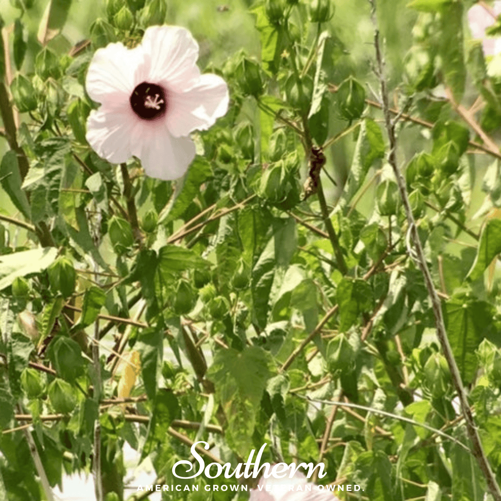 Rose Mallow Hibiscus – 25 Seeds
