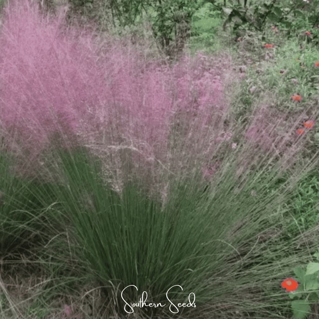 Purple Love Grass – 50 Seeds