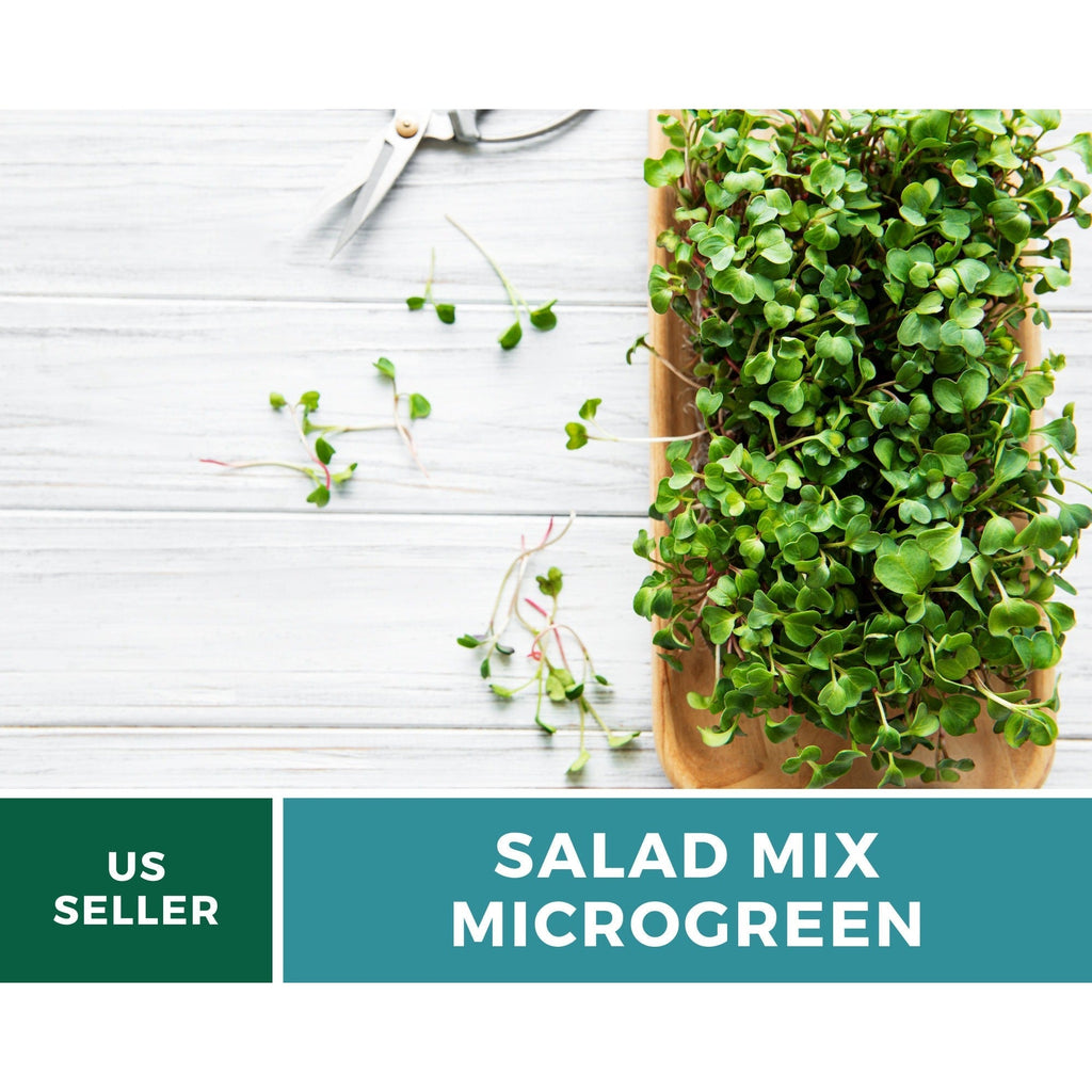 Salad Mix Microgreen – 5 Variety Mix – 8 grams