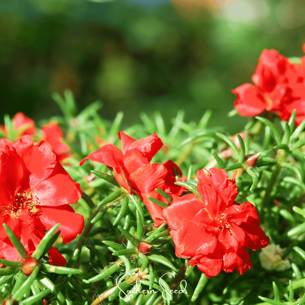 Red Moss Rose – 250 Seeds