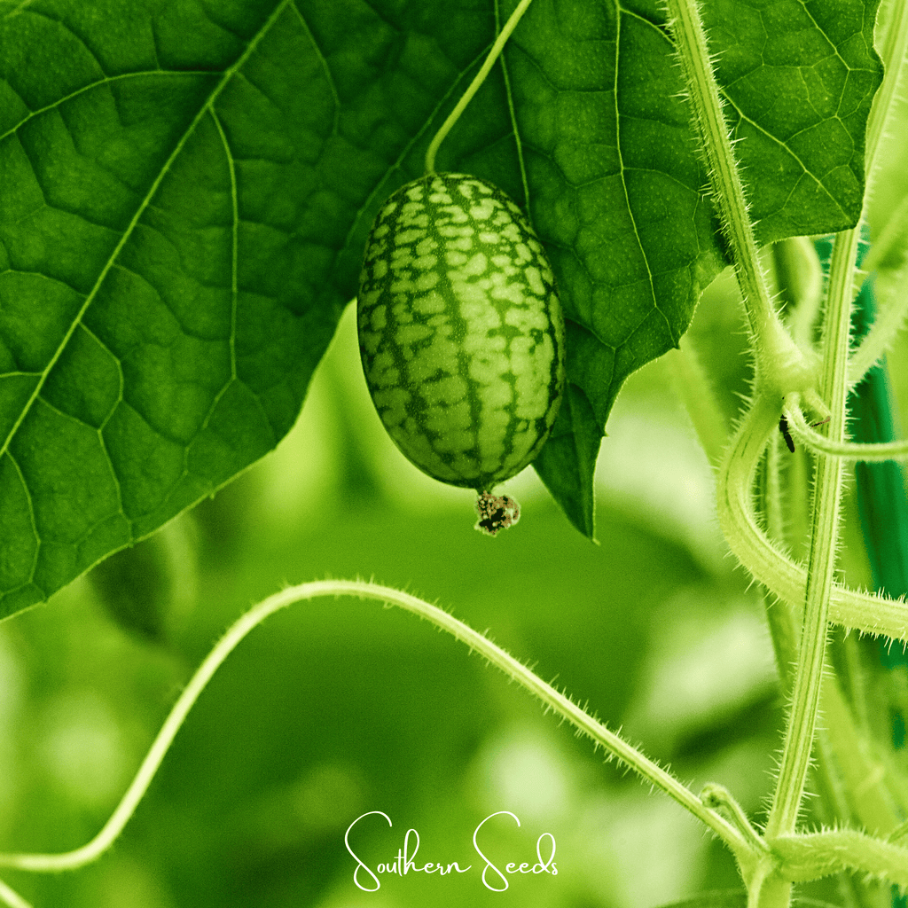 Mouse Melon – 10 Seeds
