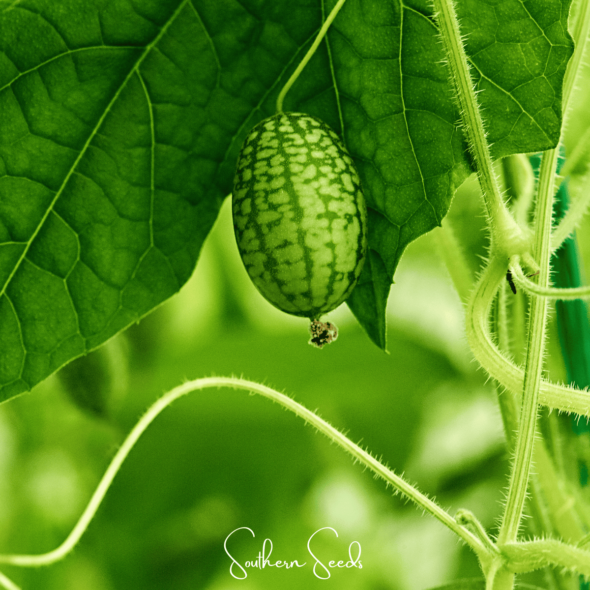 Mouse Melon – 10 Seeds