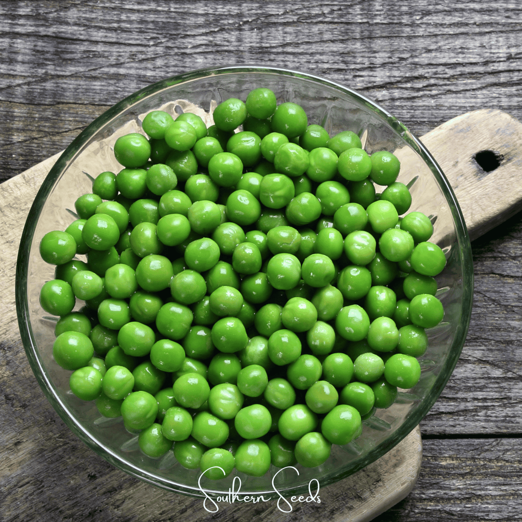 Early Frosty Peas – 25 Seeds