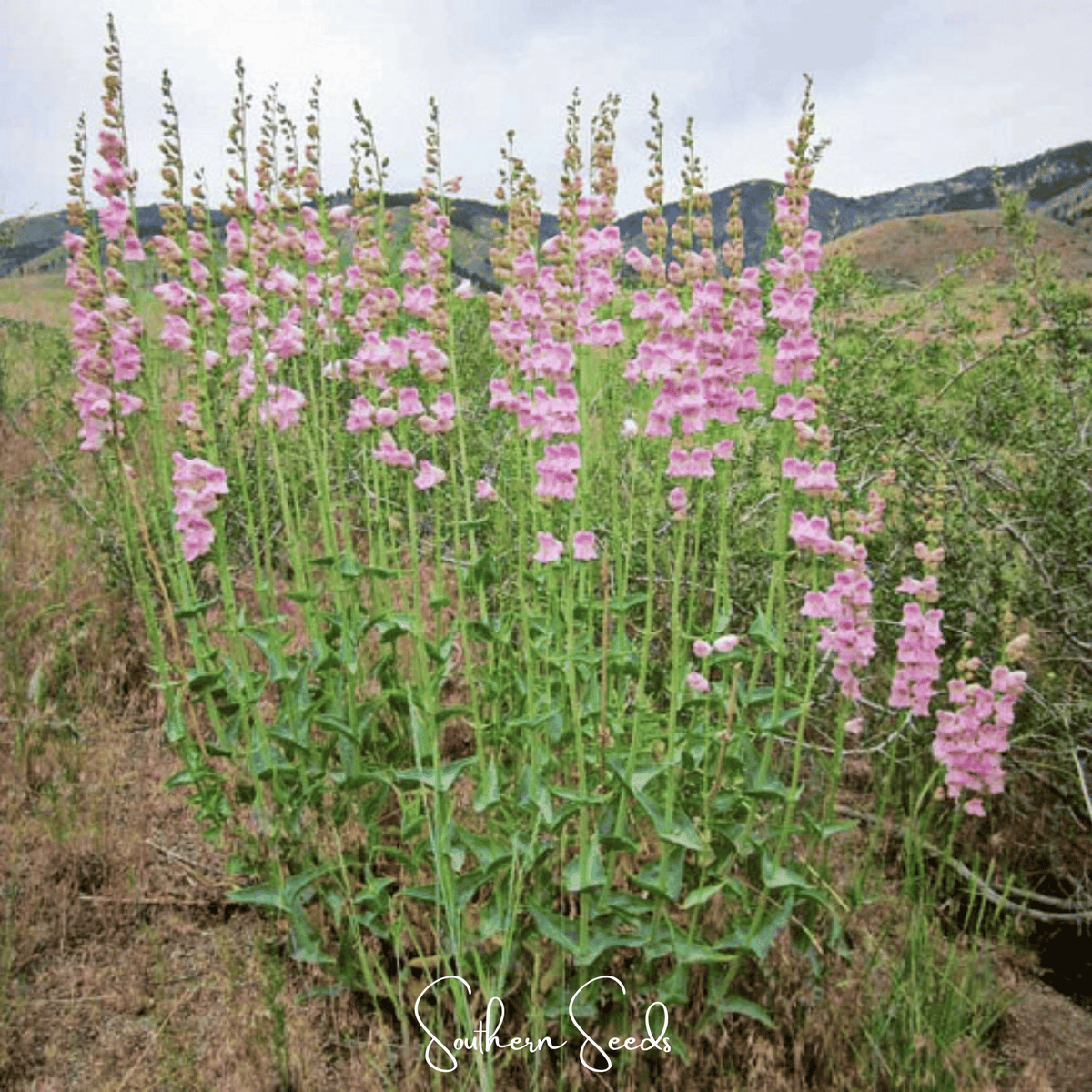 Palmer Penstemon – 100 Seeds