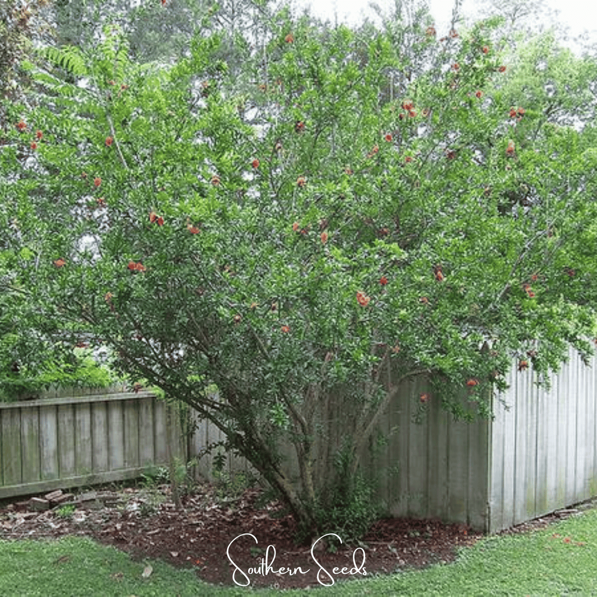 Pomegranate – 20 Seeds
