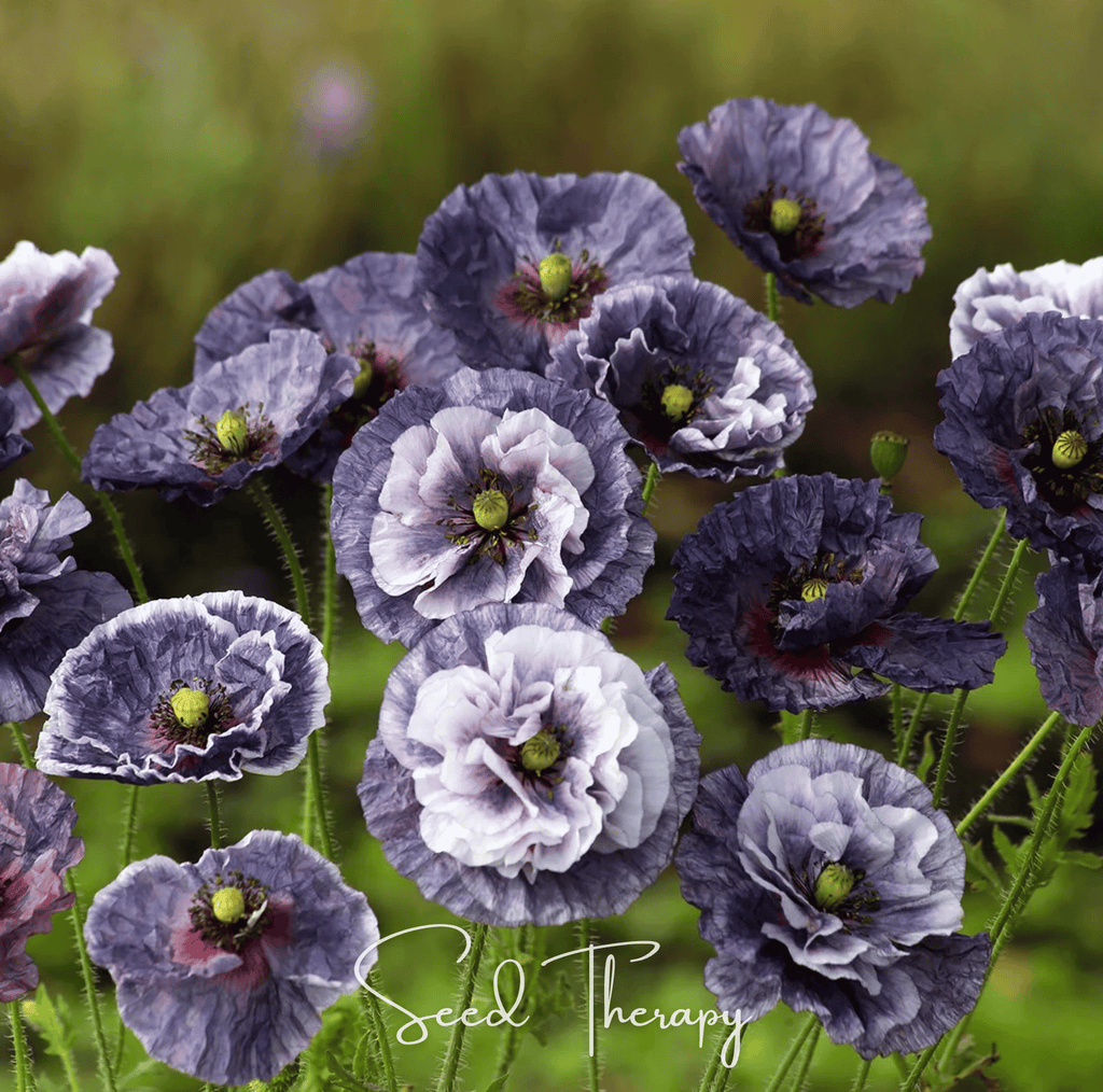 Amazing Grey Poppy – 25 Seeds