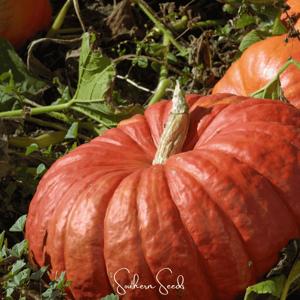 Cinderella Pumpkin – 10 Seeds