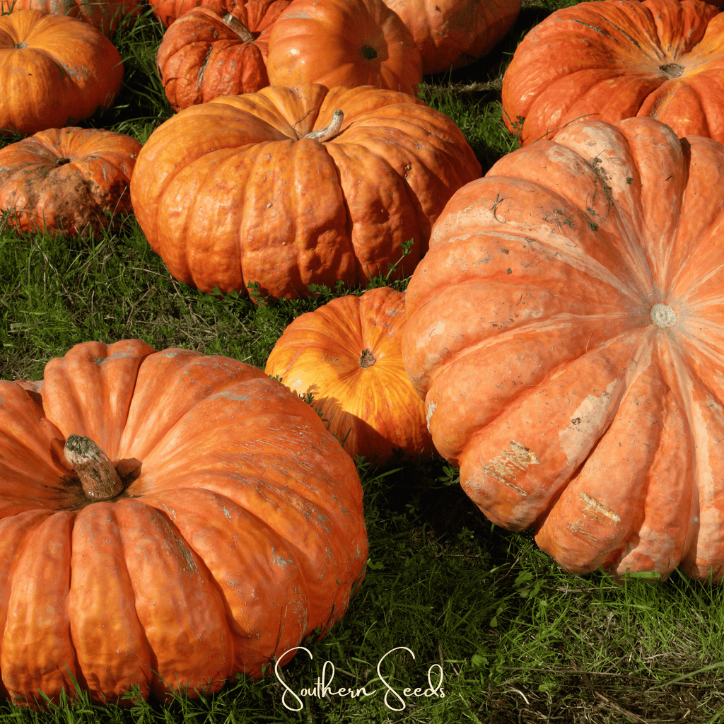 Cinderella Pumpkin – 10 Seeds