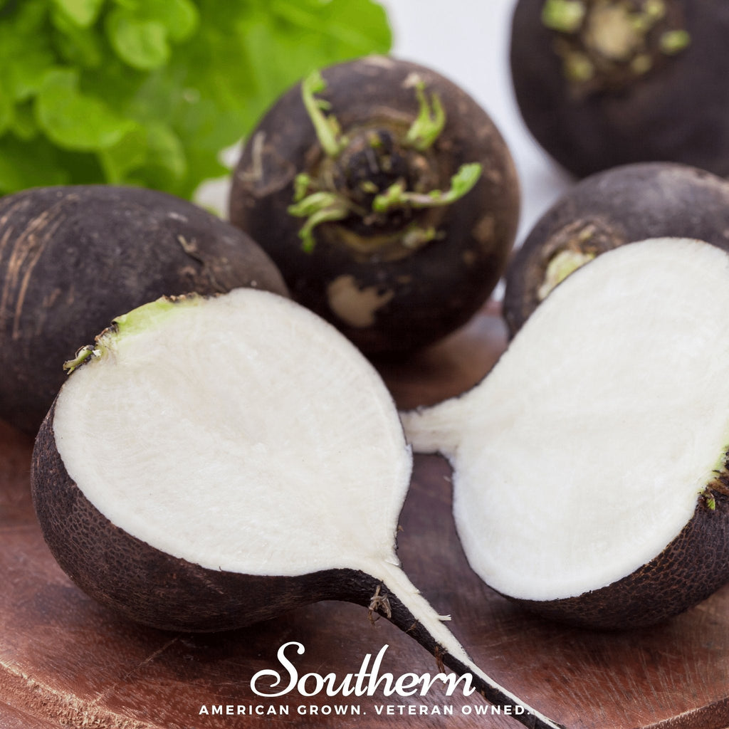 Black Spanish Radish – 250 Seeds