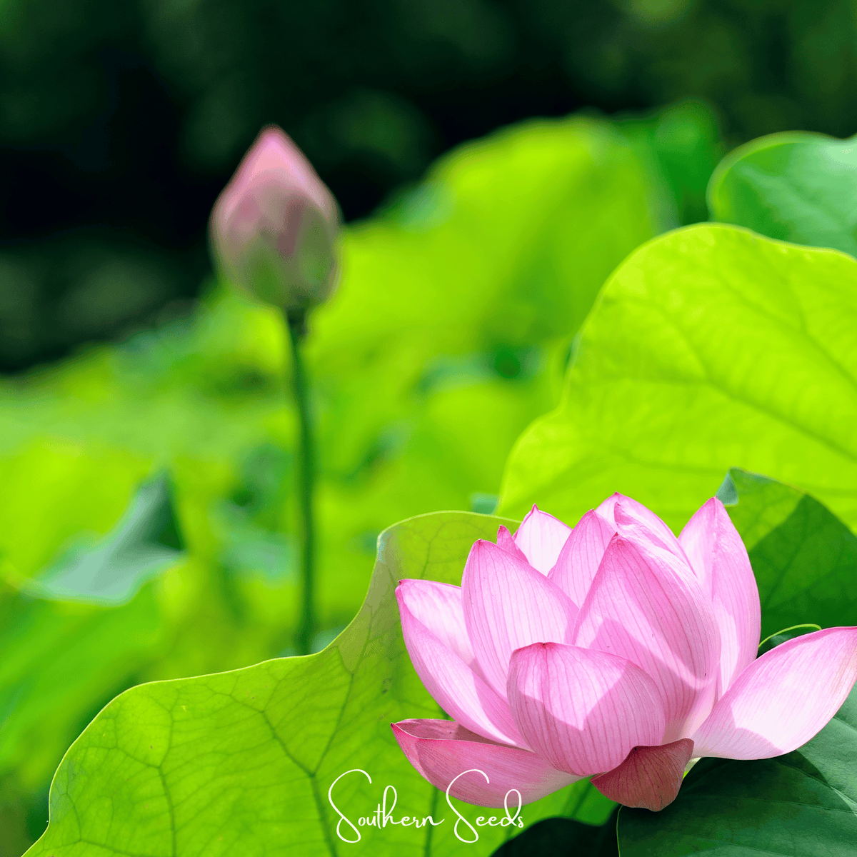 Sacred Lotus (Bonsai) - 5 Seeds
