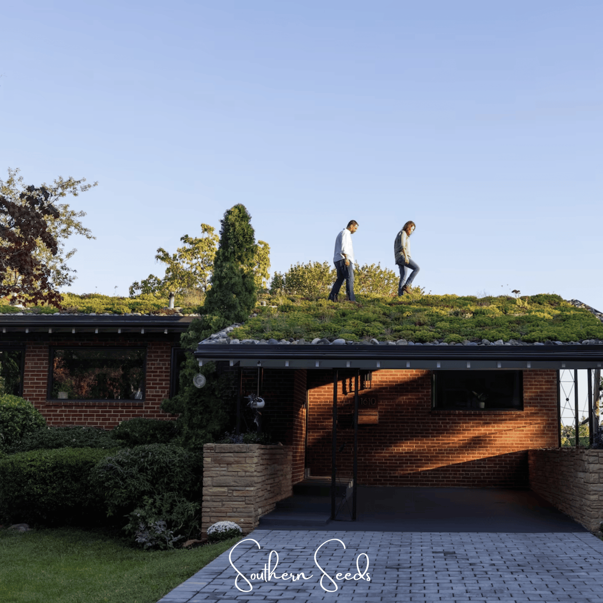Sedum Roof Mix – 500 Seeds