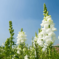 Snowflake Snapdragon (Antirrhinum majus) – 200 Seeds