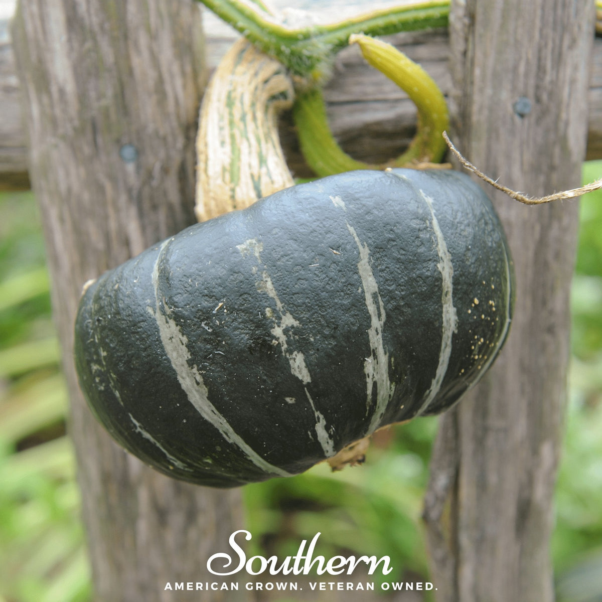 Buttercup Burgess Winter Squash – 20 Seeds