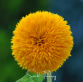 Giant Sungold Sunflower – 25 Seeds