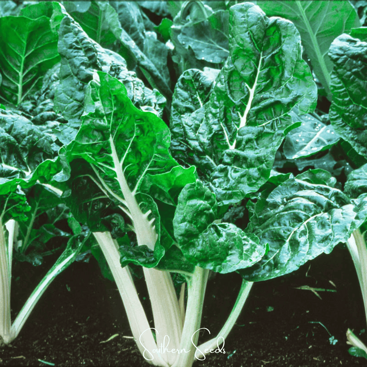 Lucullus Swiss Chard – 100 Seeds