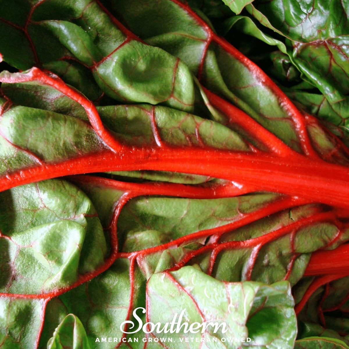 Ruby Red Swiss Chard – 100 Seeds
