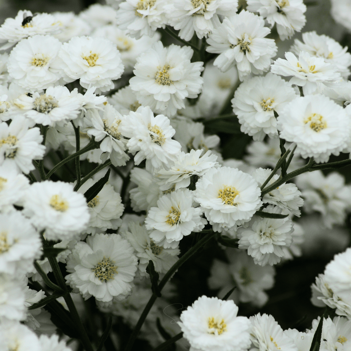 The Pearl Yarrow – 100 Seeds