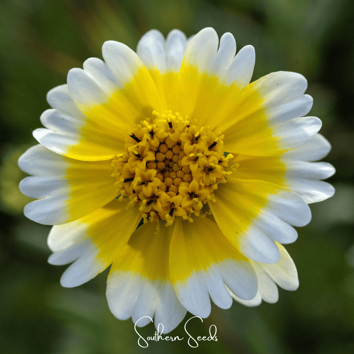 Tidy Tips – 100 Seeds
