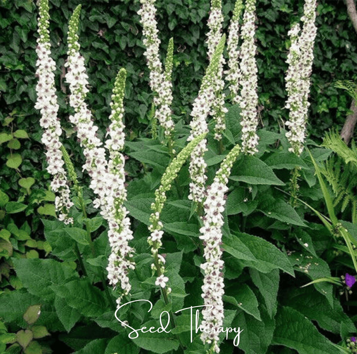 Wedding Candles Verbascum – 50 Seeds