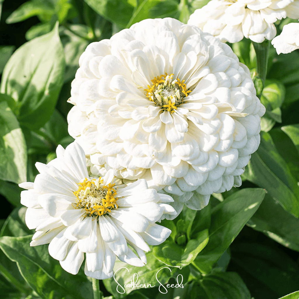 Lemon Meringue Zinnia – 100 Seeds
