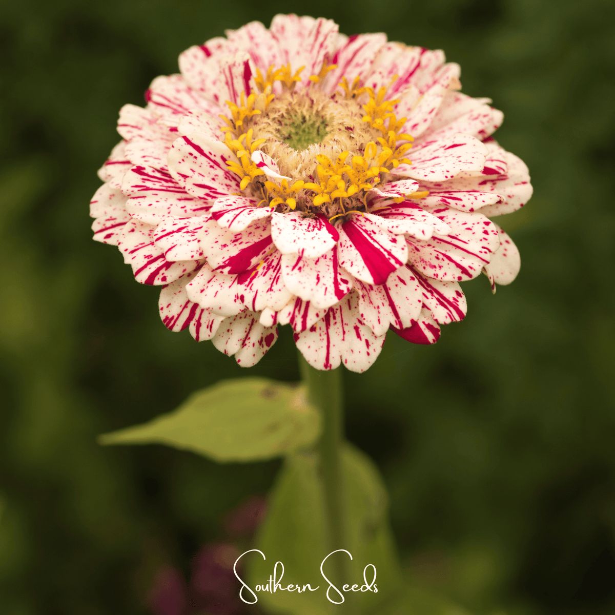 Peppermint Stick Zinnia – 50 Seeds