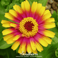 Sombrero Zinnia – 50 Seeds